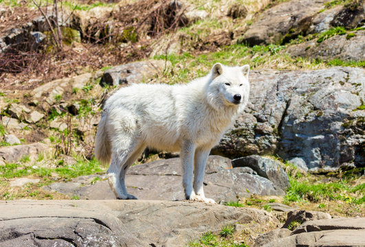 White Arctic wolf in a forest in Northern Canada alert and looking for prey, taken just after the snows had cleared in early April.