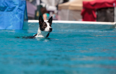 Border collie swims with a toy © SailingAway