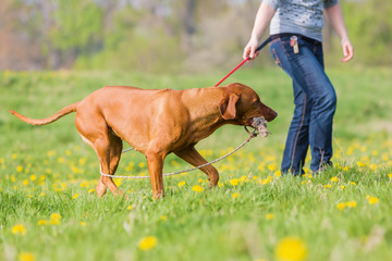 woman plays with a Rhodesian ridgeback on the meadow