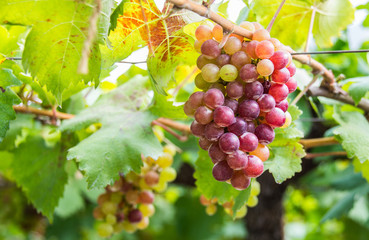 grapes yard