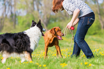 woman plays with two dogs on the meadow