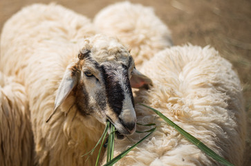 feeding  sheep by grass
