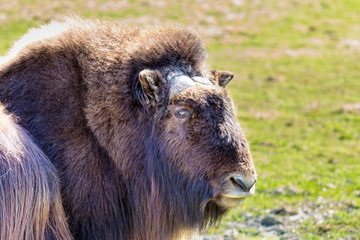 Fototapeta premium Musk Ox in a nature reserve in northern Quebec Canada.