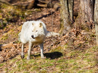 White Arctic wolf in a forest in Northern Canada alert and looking for prey, taken just after the snows had cleared in early April.