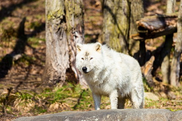 White Arctic wolf in a forest in Northern Canada alert and looking for prey, taken just after the snows had cleared in early April.