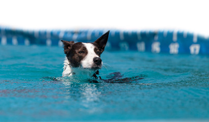 Border collie swims with a toy © SailingAway