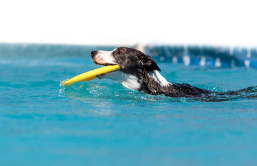 Border collie swims with a toy © SailingAway
