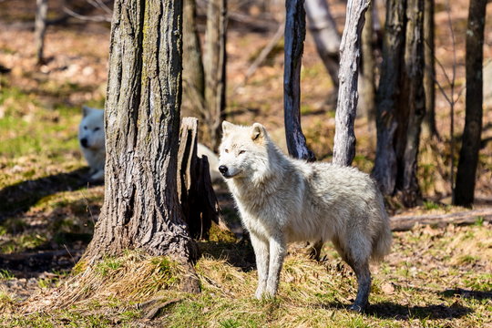 White Arctic wolf in a forest in Northern Canada alert and looking for prey, taken just after the snows had cleared in early April.