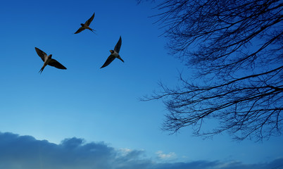 Barn Swallows flying in the sky