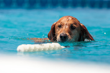 Golden retriever swims with a toy © SailingAway