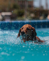 Golden retriever swims with a toy © SailingAway