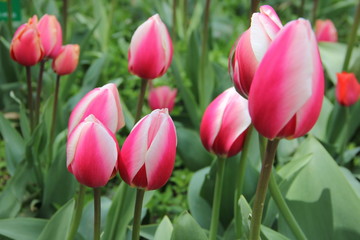 Fototapeta premium Avenue of tulips in April