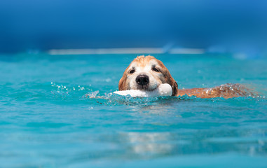 Golden retriever swims with a toy © SailingAway