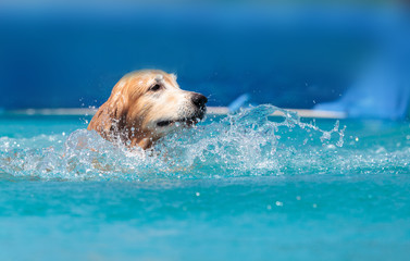 Golden retriever swims with a toy © SailingAway