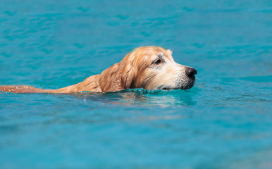 Golden retriever swims with a toy © SailingAway