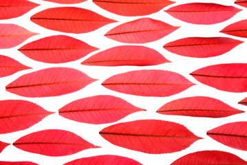 Red spring leaves in a pattern on a white background
