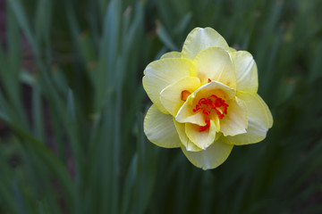 Obraz na płótnie Canvas yellow flower