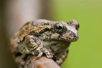 Gray Treefrog 
