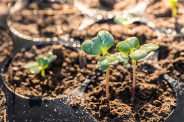 Chinese kale in Seedling tray after watering,.vegetable garden for healthy