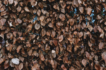 Dried leaves texture backgrounds , in winter