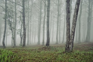 Obraz premium Mysterious fog among the trees in the forest