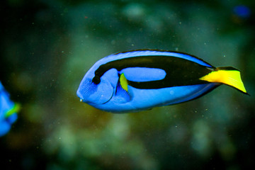 fish