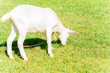 Obraz premium ヤギ