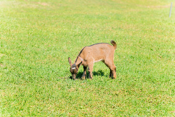 ヤギの子供
