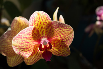 Fototapeta na wymiar Striped Orchid