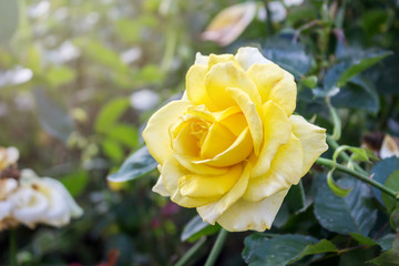 rose flower, Beautiful of garden.