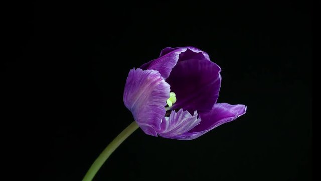 Violet tulip flower blooming timelapse in 4K
