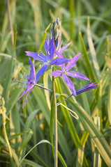 Closeup of Camas (Camassia Leichtlinii) flowers in full bloom sunlit by sunrise