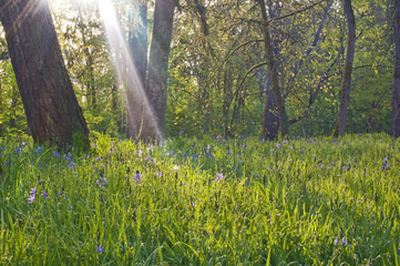 Blue camas flowers in a meadow with sun rays of brilliant white light