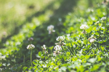 Flowers in Grass