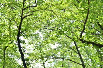 さわやかな新緑
