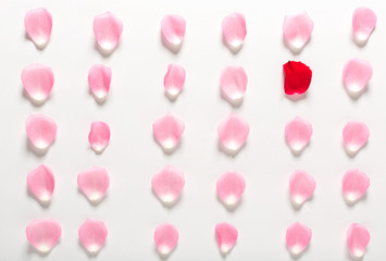 Rose petals aligned on a white background