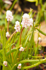 Pink muscari flowers with green
