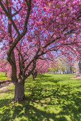 Pink cherry trees in full bloom under bright blue sky in springtime, portrait