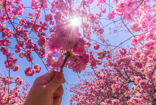 A pink cherry tree blossom is held up to the sunshine starburst under a bright blue sky 