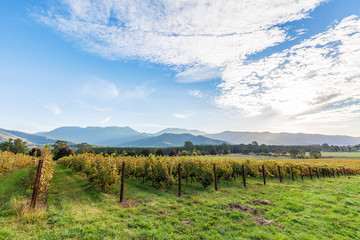 Fototapeta premium Rows of vines in Autumn at sunset. Victoria, Australia