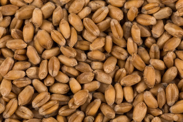whole background of wheat grain