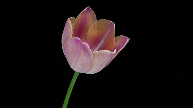 Light pink tulip flower blooming timelapse in 4K