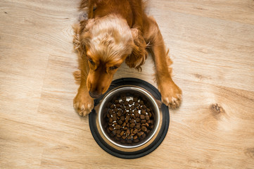 Hungry Cocker Spaniel with bowl of granules