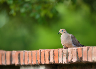 Mourning dove (Zenaida macroura) perched on a brick fence. Natural green background.