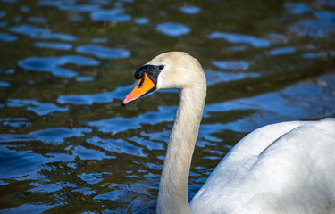 Obraz premium Mute swan (Cygnus olor). Close-up of swan head looking left