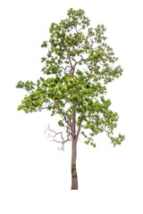 Fototapeta na wymiar tree isolated, tree on white bacground, tree object.
