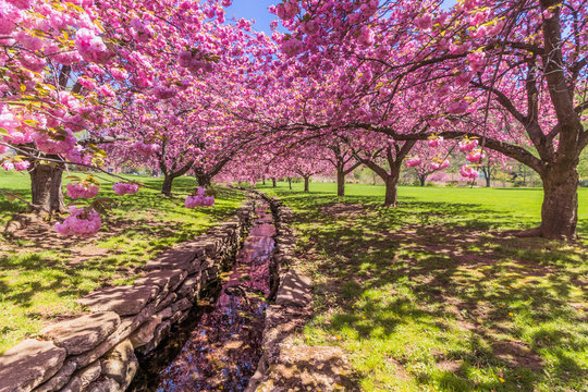 A stone canal reflects pink cherry trees in full bloom