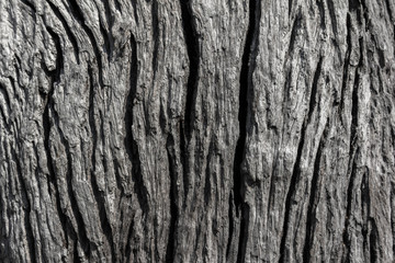 Old rough wood texture. Wooden texture. Wooden background. Tree texture. Tree background. Crack tree texture. Old tree texture. Old tree background. Exotic tree texture. Nature texture background.