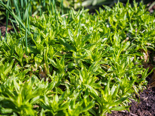 Green plants photographed with soft focus. Carpet from grass, coverage of green leaves, eco, background with blur. Spring macro landscape.