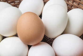 Closeup brown chicken egg on pile of white duck egg on wood basket background